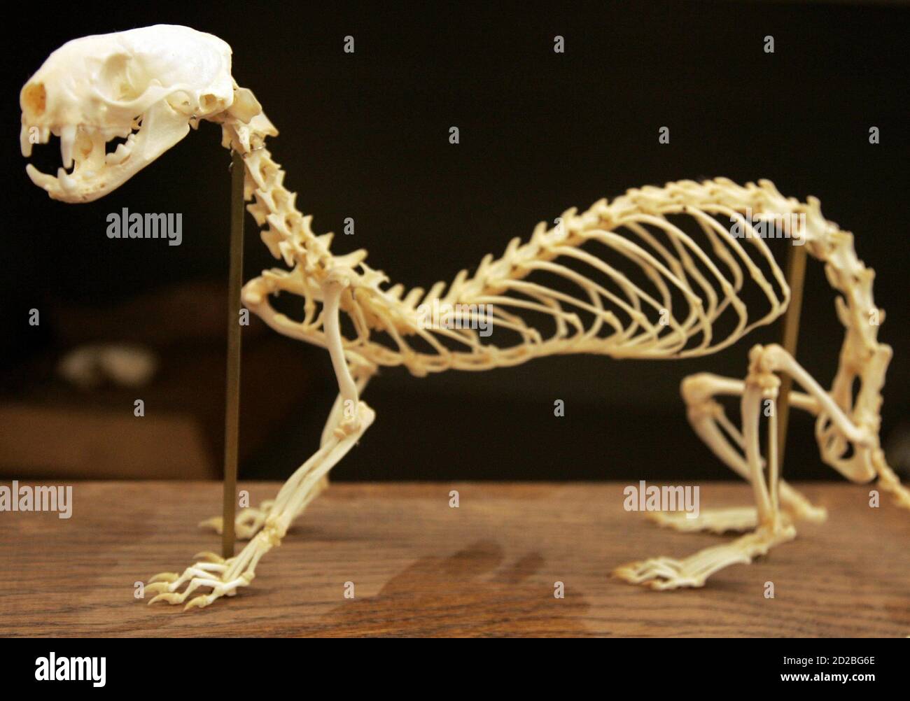 Black footed ferret and united states hires stock photography and