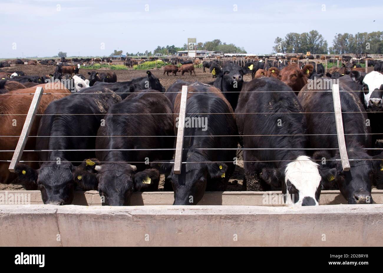 Cattle feedlot argentina hires stock photography and images Alamy
