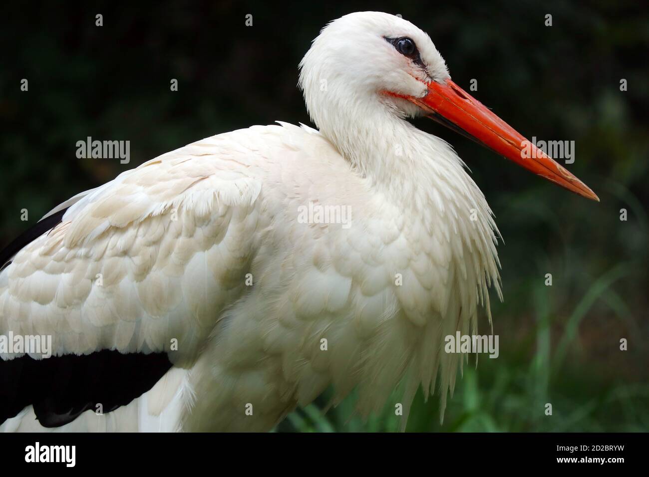 Long beak animal hi-res stock photography and images - Alamy