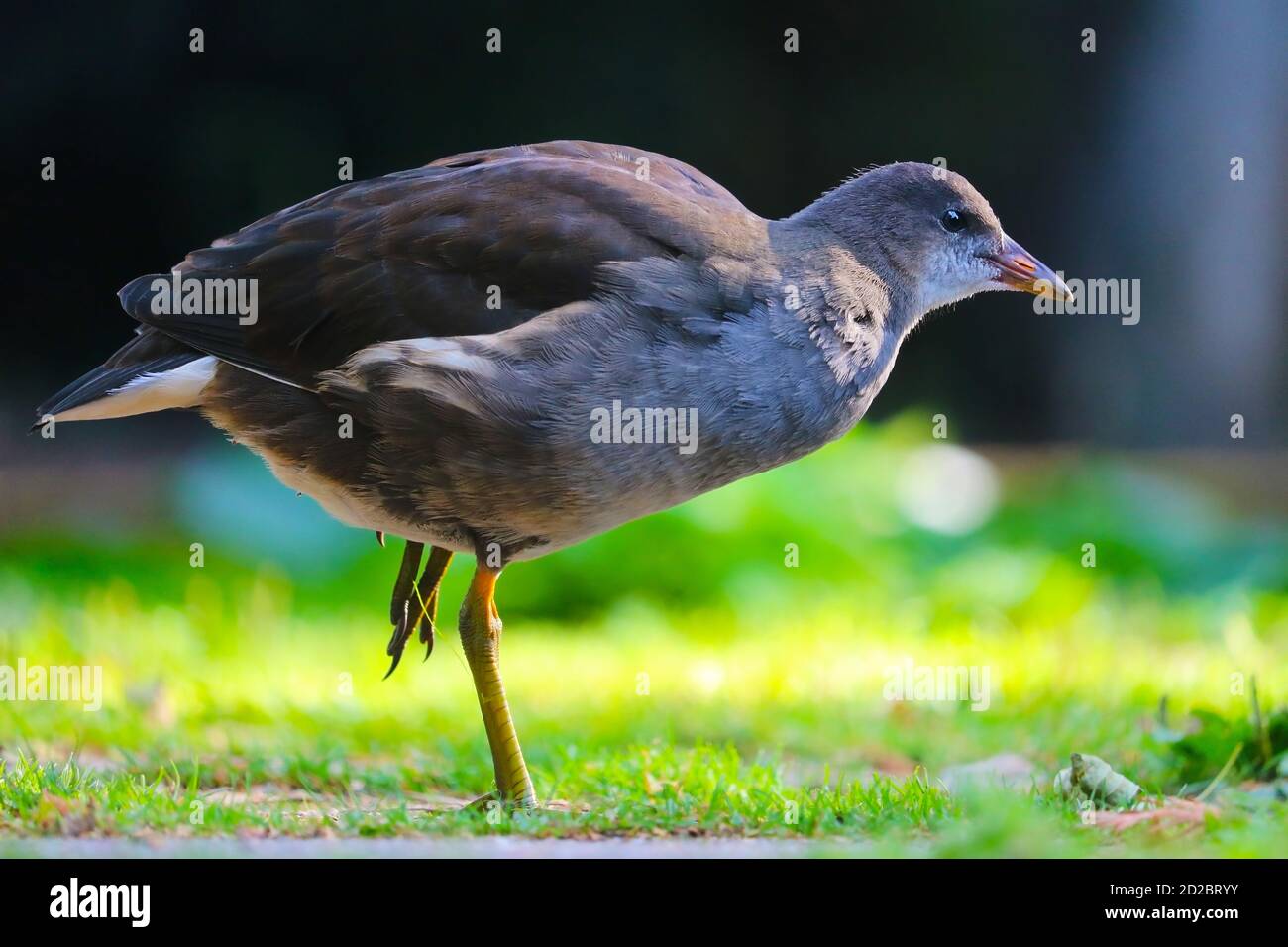 Juvenile common moorhen, gallinula chloropus in side view standing on one leg Stock Photo