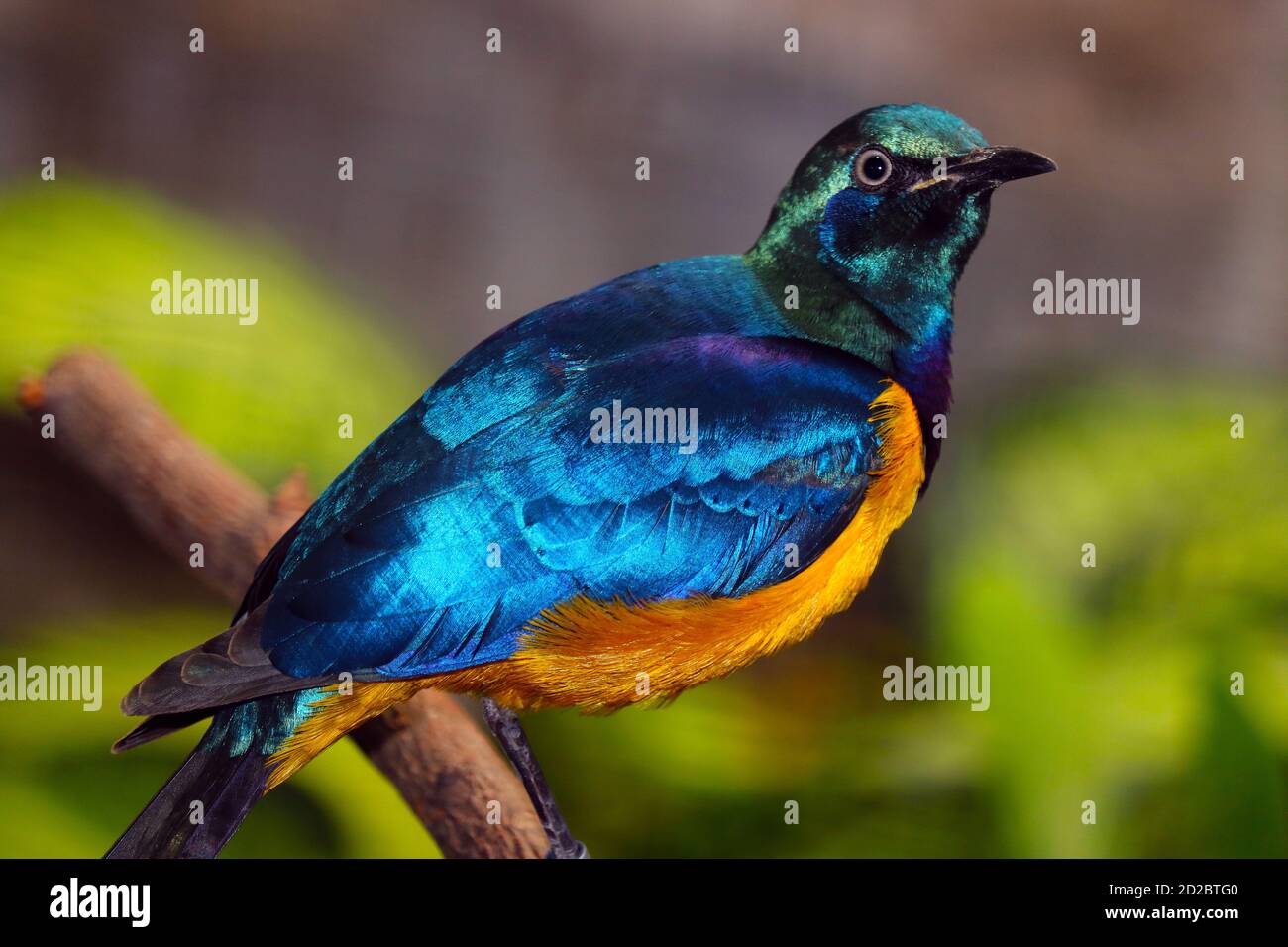 Colorful shimmering golden-breasted starling, lamprotornis regius in side view sitting on a branch Stock Photo