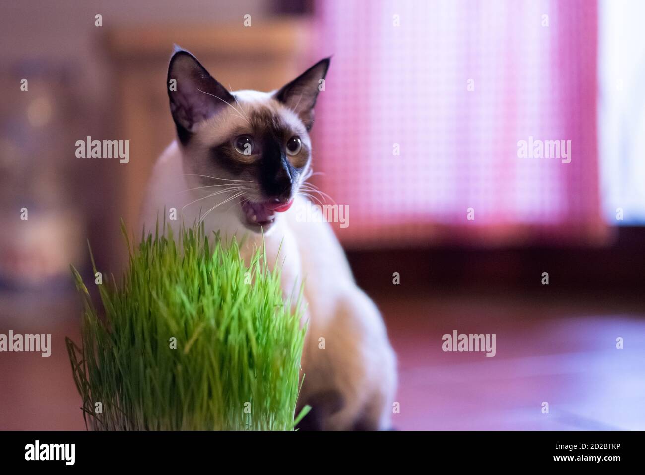 young siamese cat sitting near his catnip Stock Photo