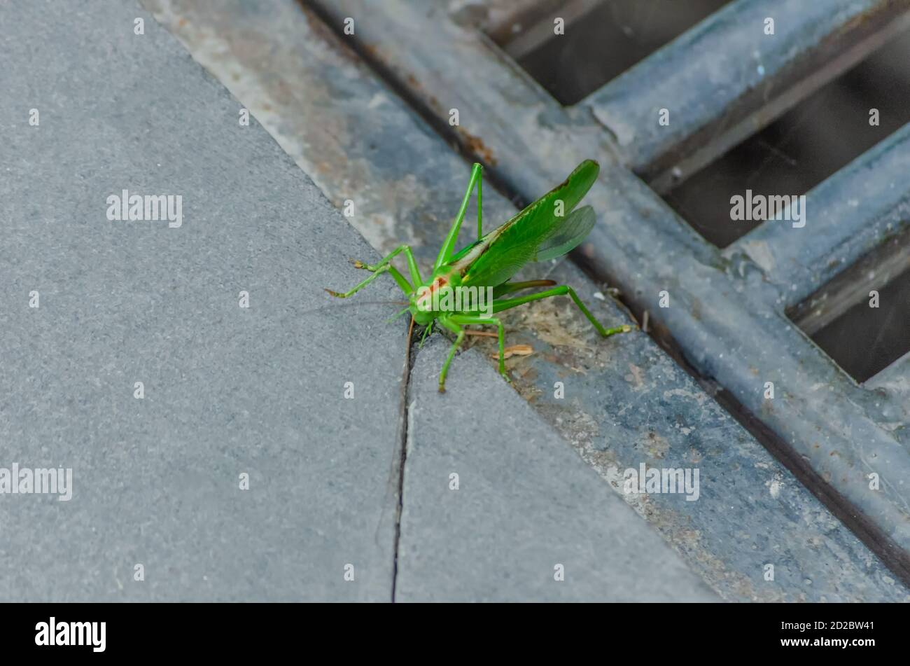 big green grasshopper close-up on asphalt road Stock Photo