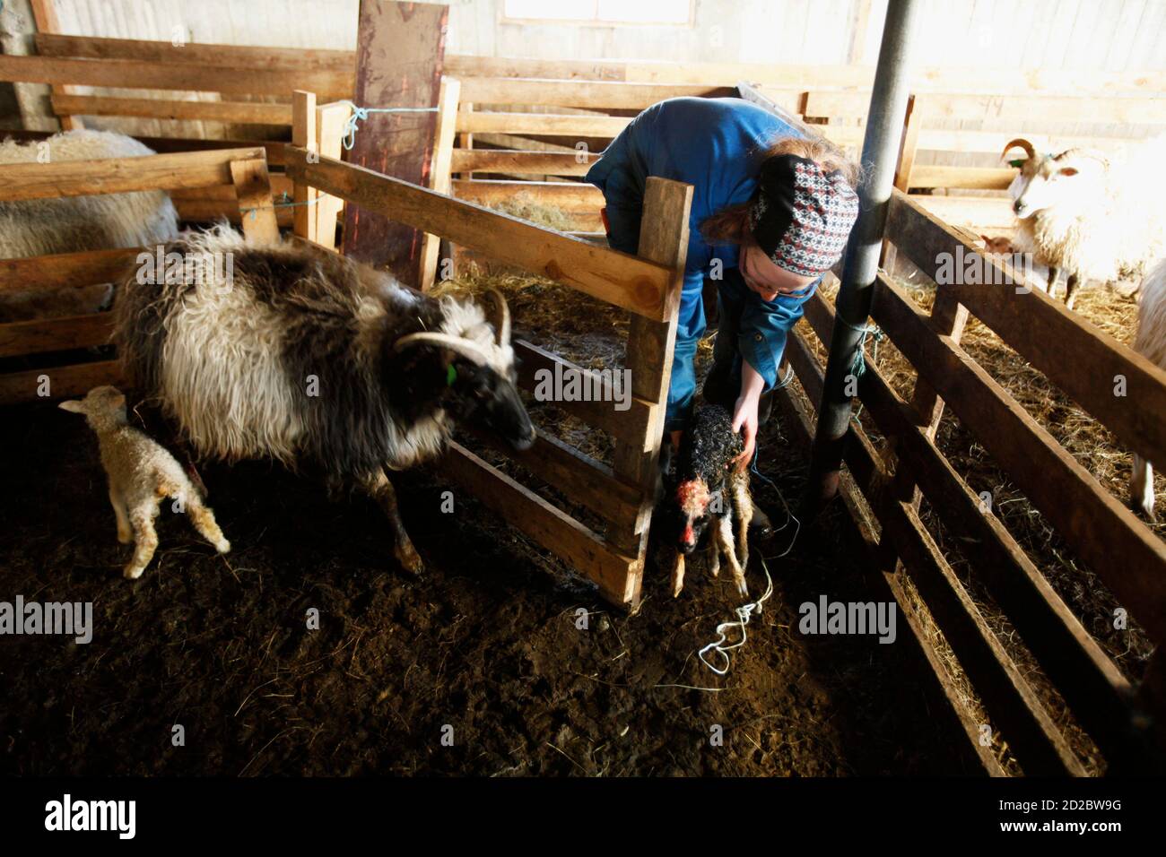 Animal lungs hires stock photography and images Alamy(00)