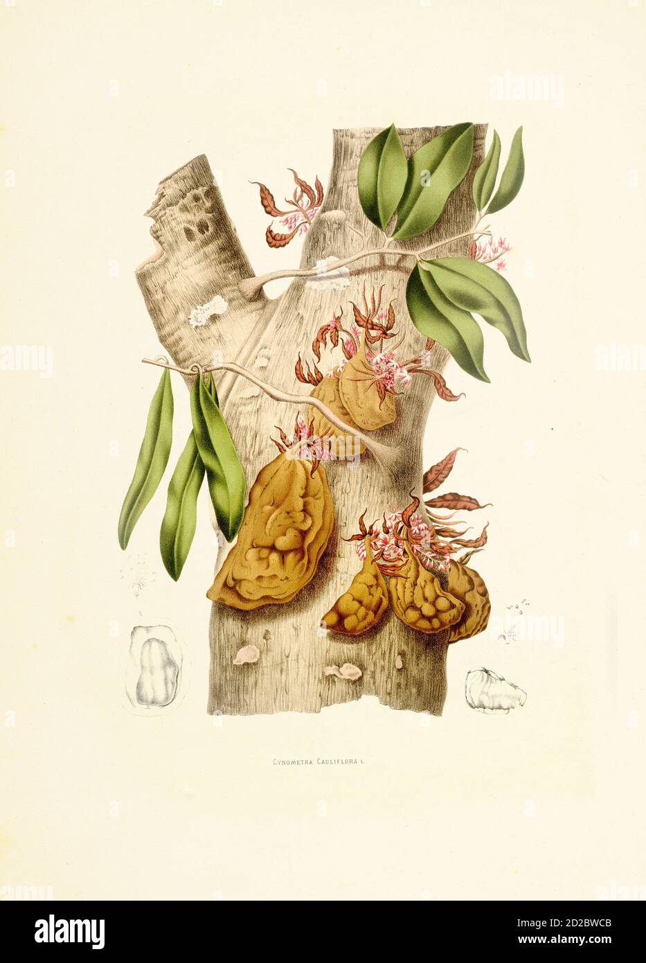 Antique 19th-century engraving of a cynometra cauliflora, also known as nam-nam. Illustration by Berthe Hoola van Nooten from the book Fleurs, Fruits Stock Photo