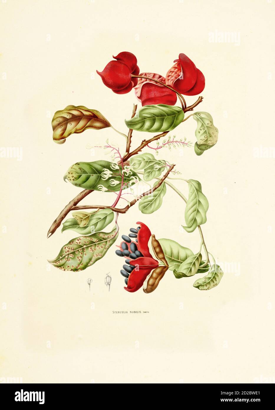 Antique illustration of a sterculia balanghas (also known as sterculia nobilis, noble bottle-tree or tropical chestnut). Engraving by Berthe Hoola van Stock Photo