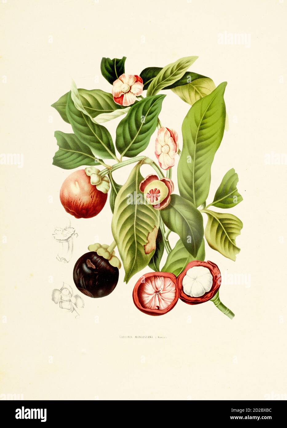 19th-century engraving of a garcinia mangostana (also known as purple mangosteen or simply mangosteen). Illustration by Berthe Hoola van Nooten from t Stock Photo