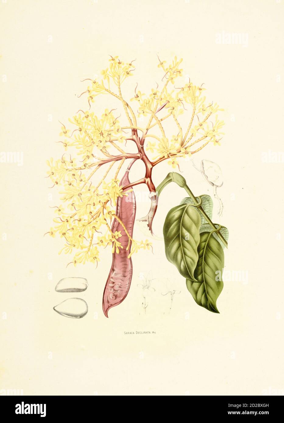Antique 19th-century engraving of a saraca declinata, also known as red saraca. Illustration by Berthe Hoola van Nooten from the book Fleurs, Fruits e Stock Photo