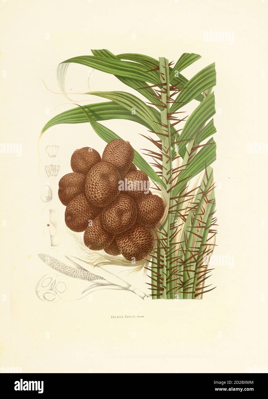 Antique 19th-century illustration of a salacca zalacca (also known as salak or snake fruit). Engraving by Berthe Hoola van Nooten from the book Fleurs Stock Photo