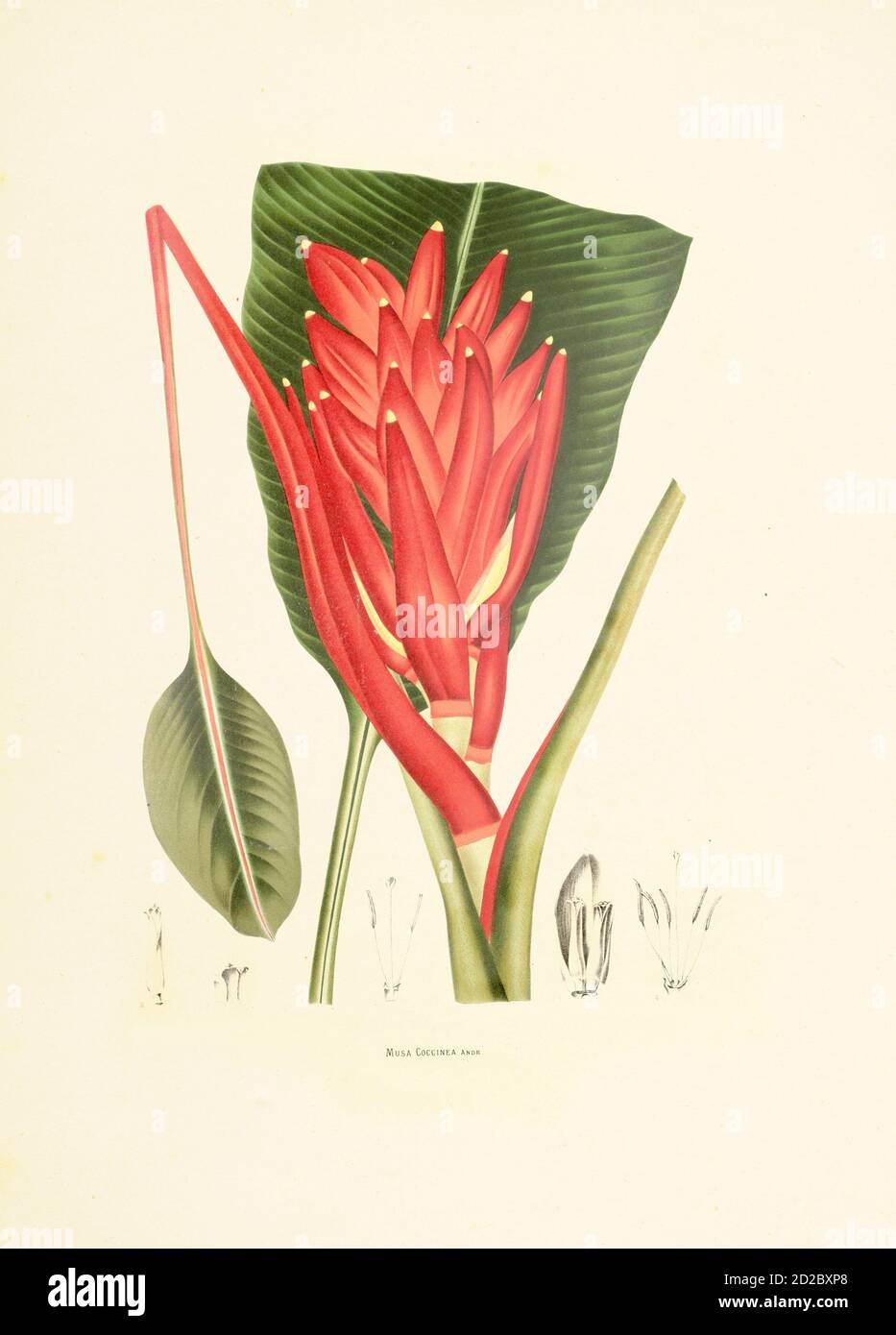 Antique illustration of a musa coccinea (also known as scarlet banana or red-flowering banana). Engraving by Berthe Hoola van Nooten from the book Fle Stock Photo