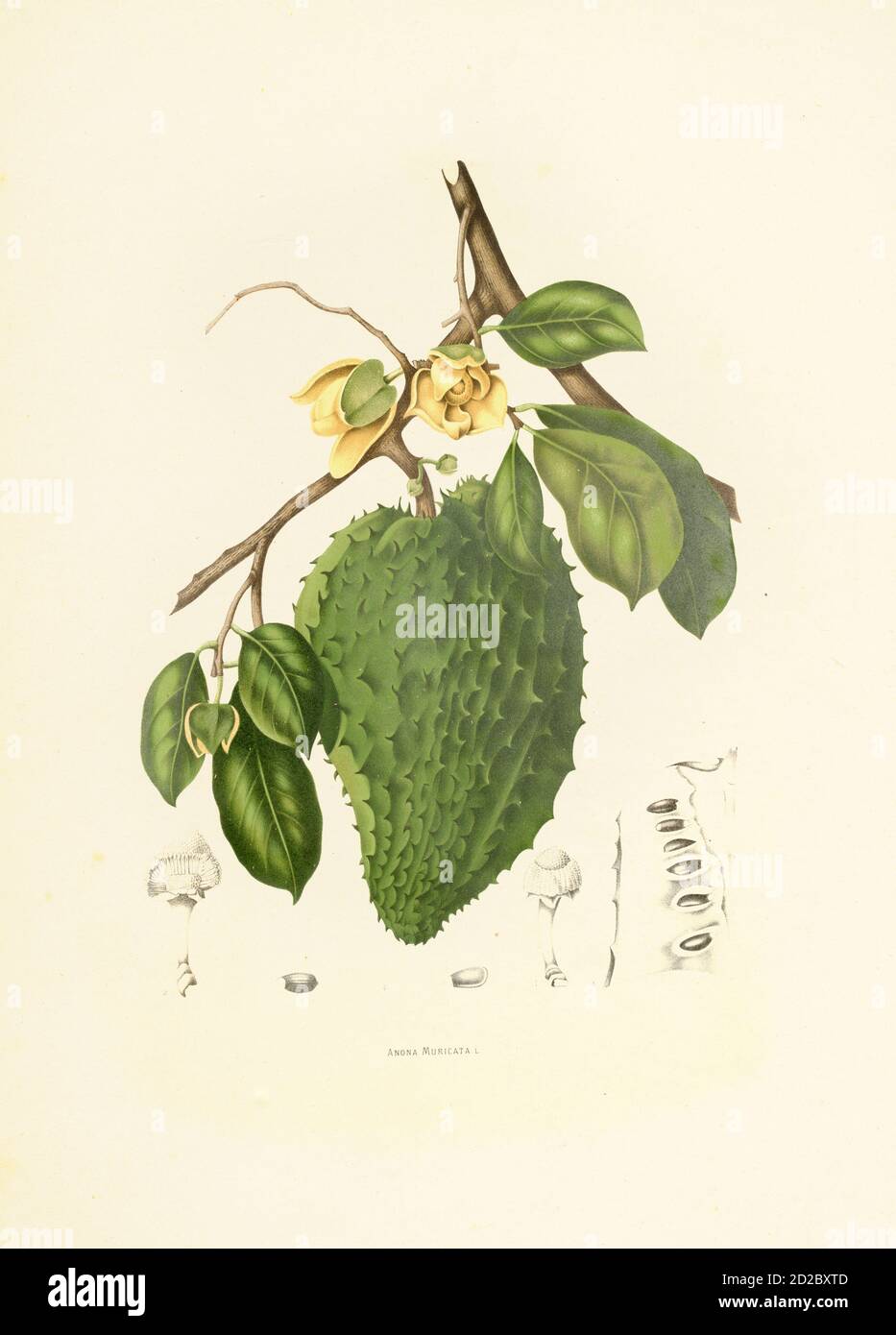 Antique 19th-century engraving of an annona muricata (also known as soursop, Brazilian pawpaw, prickly custard apple or Soursapi). Illustration by Ber Stock Photo