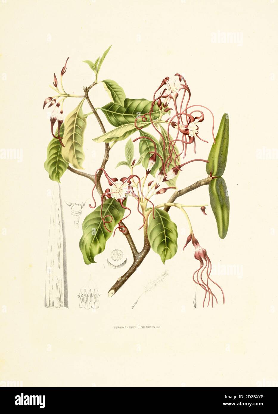 19th-century illustration of a strophanthus dichotomus. Engraving by Berthe Hoola van Nooten from the book Fleurs, Fruits et Feuillages Choisis de l'i Stock Photo