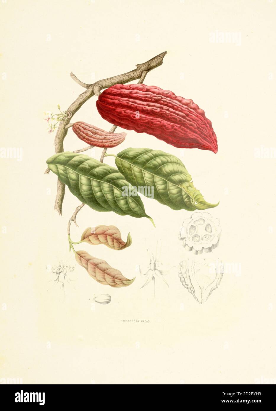 19th-century engraving of a theobroma cacao (also known as cocoa tree or cacao tree). Illustration by Berthe Hoola van Nooten from the book Fleurs, Fr Stock Photo