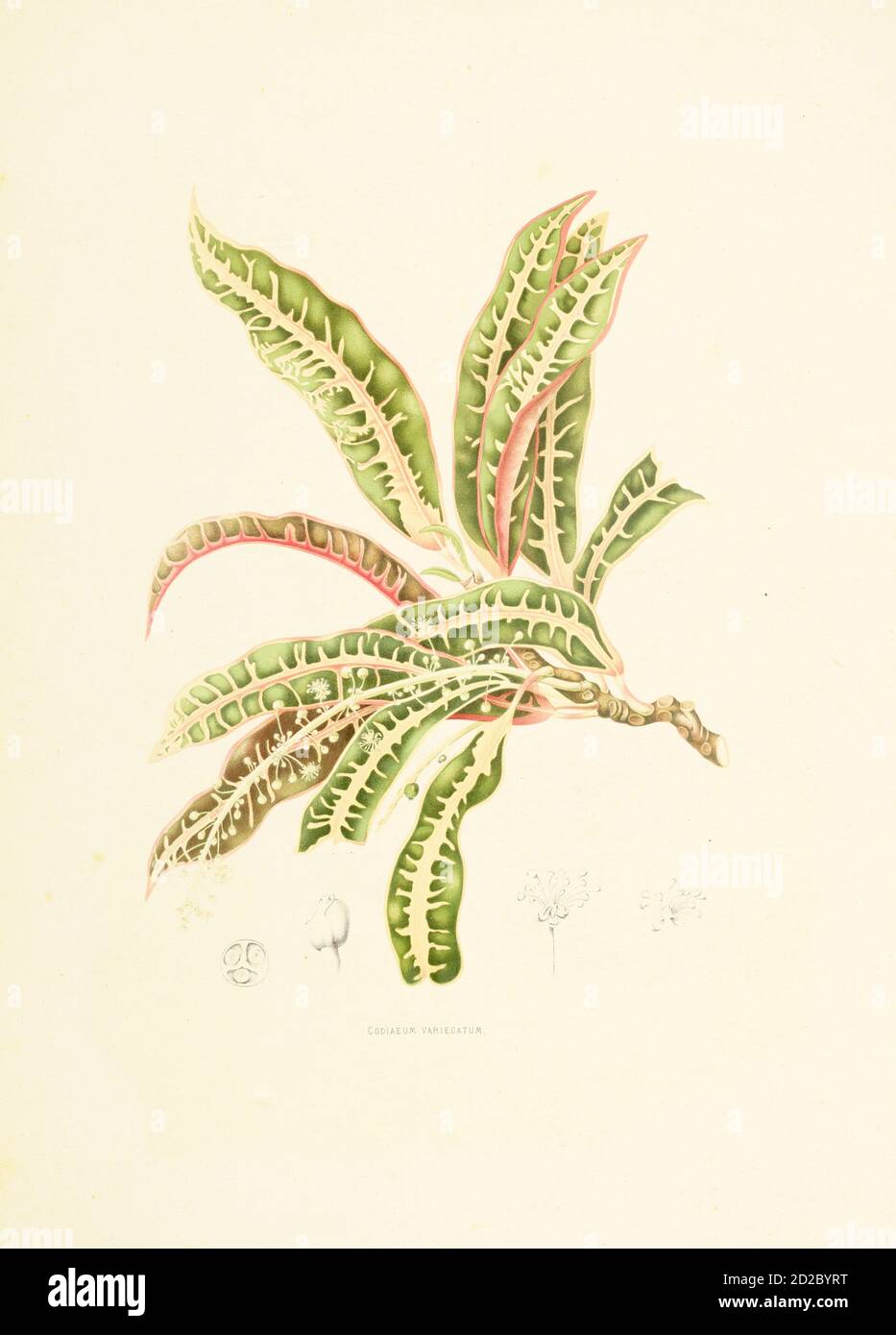 Antique illustration of a codiaeum variegatum (also known as croton variegatum, garden croton or variegated croton). Engraving by Berthe Hoola van Noo Stock Photo