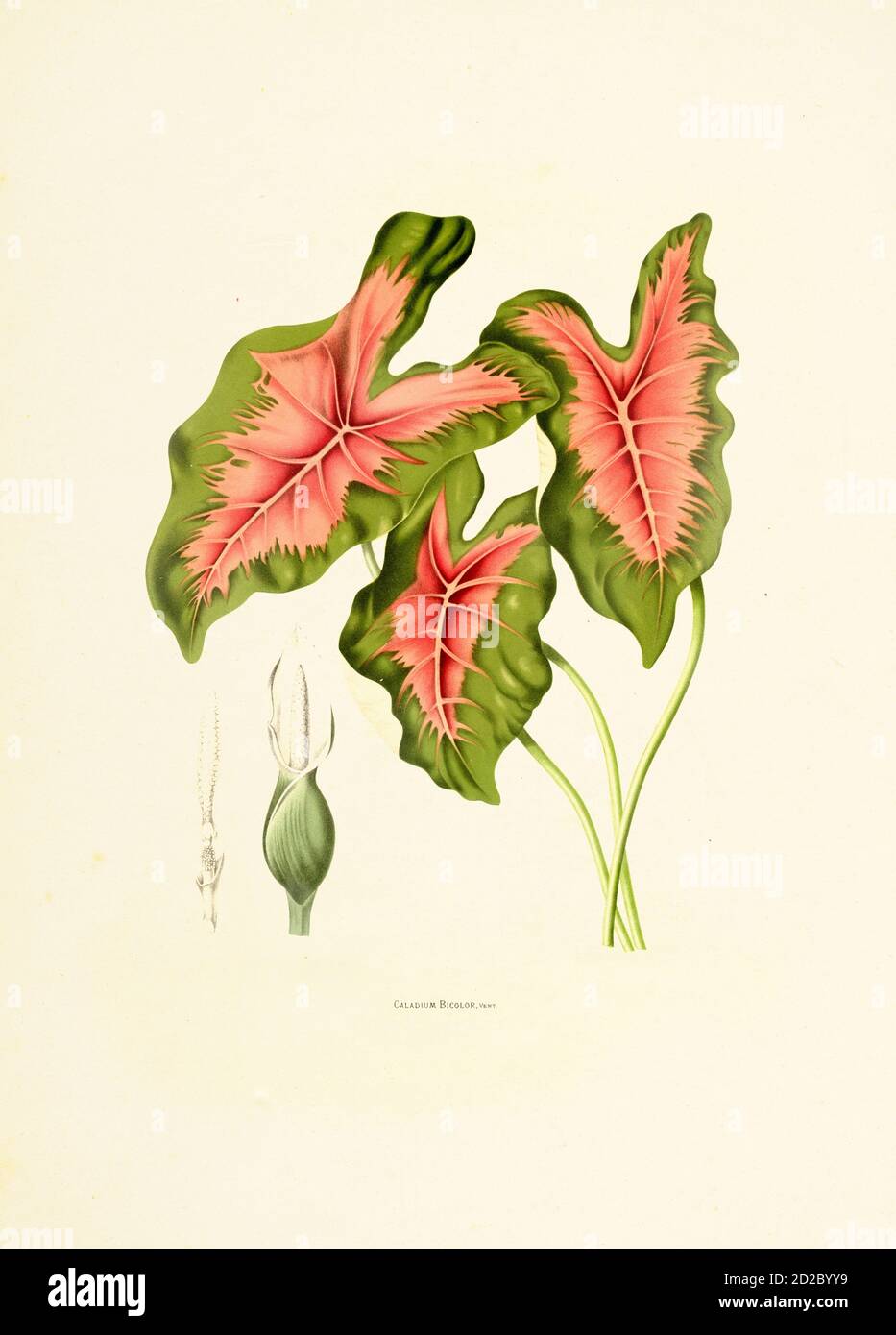 Antique illustration of a caladium bicolor (also known as heart of Jesus, elephant ear or angel wings). Engraving by Berthe Hoola van Nooten from the Stock Photo