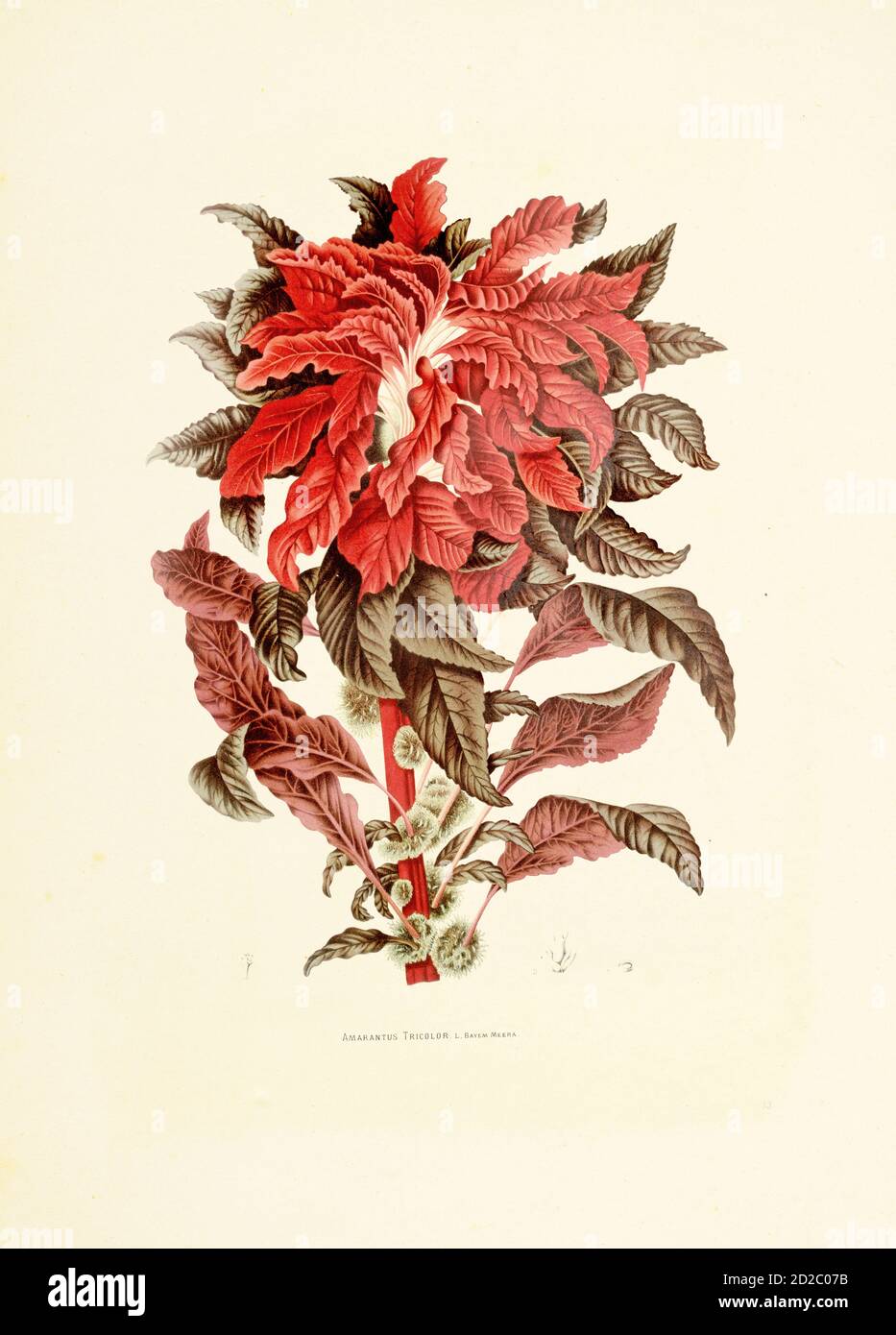Antique 19th-century illustration of an amaranthus tricolor, also known as Joseph's coat. Engraving by Berthe Hoola van Nooten from the book Fleurs, F Stock Photo