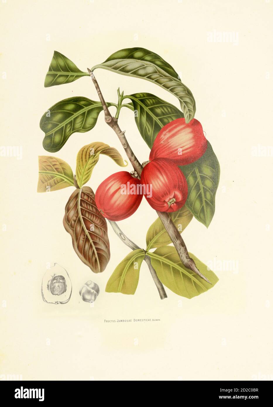 19th-century engraving of a syzygium malaccense (also known as jambosa domestica, Malay apple, Malay rose apple, otaheite cashew and pommerac). Stock Photo