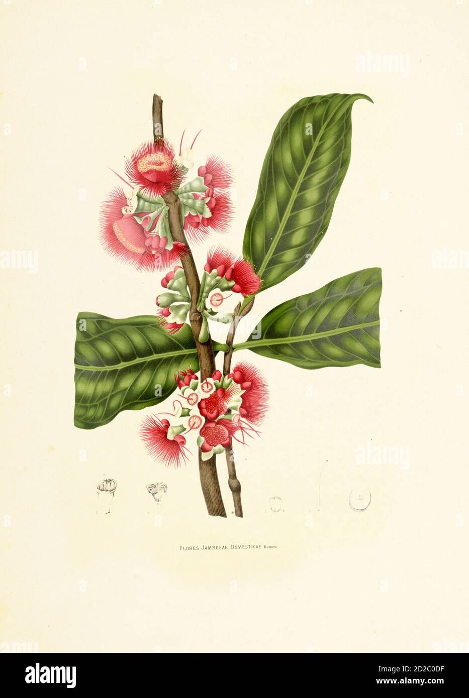 Antique 19th-century illustration of a syzygium malaccense (also known as jambosa domestica, Malay apple, Malay rose apple, otaheite cashew and pommer Stock Photo