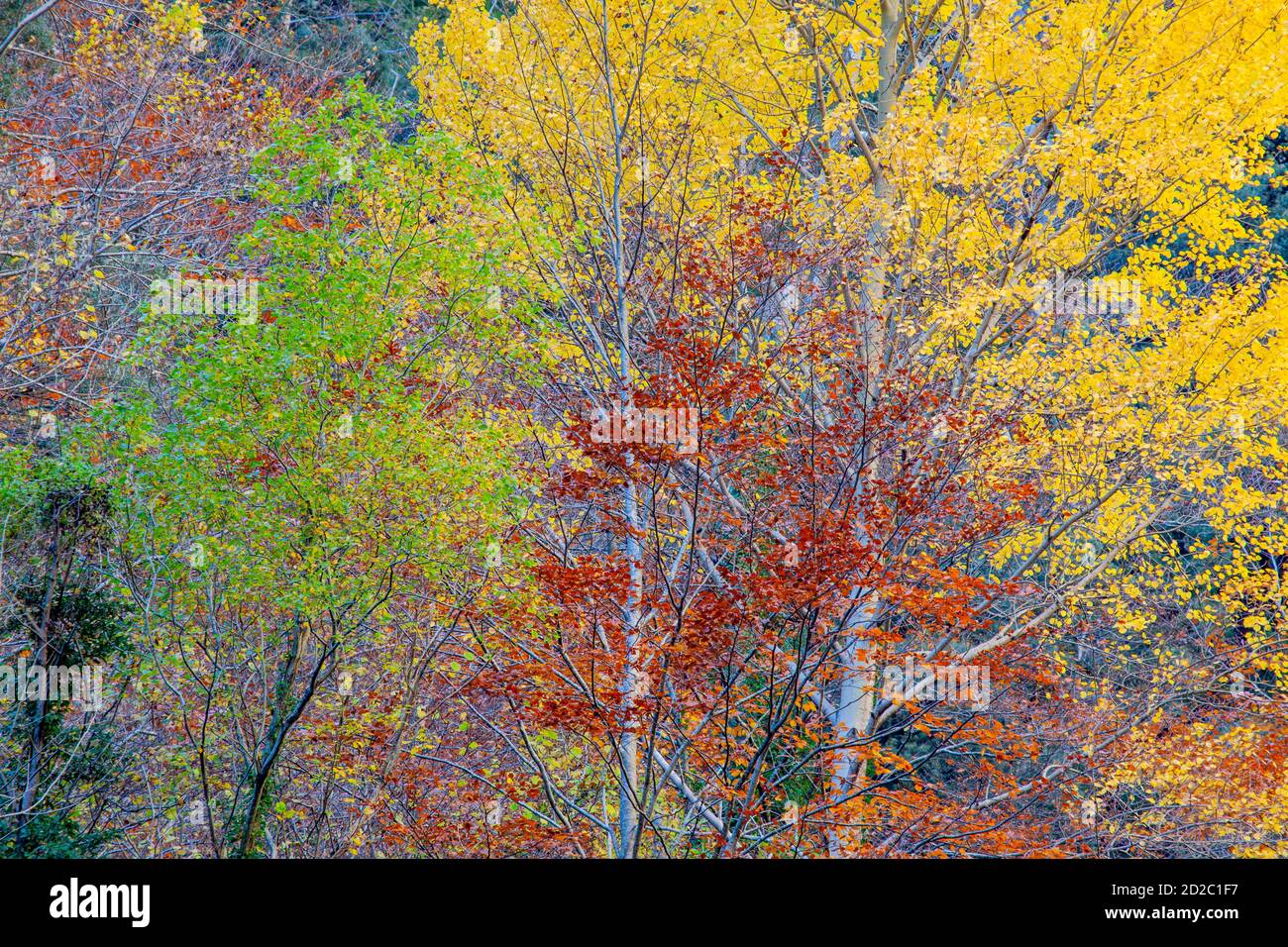 Impressionist landscape. Fall colors in National Park of Ordesa y Monte Perdido Stock Photo