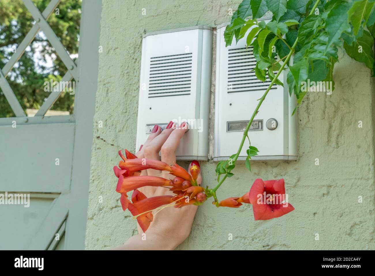 girl's hand is ringing a white intercom on the street on a sunny summer day, pink flowers near the intercom Stock Photo