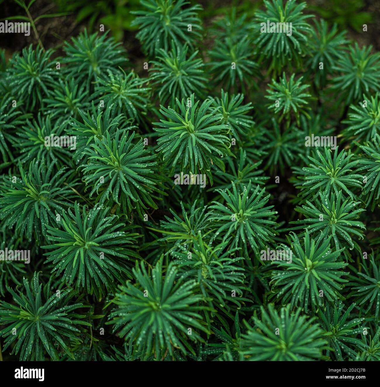 Shot of some interesting plants in the UT gardens on campus. It had been drizzling and made for great water droplets on the plants. Stock Photo