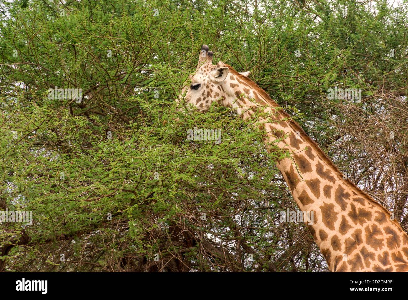 Masai giraffe (Giraffa camelopardalis tippelskirchii) feeding from Acacia tree, Tsavo, Kenya Stock Photo