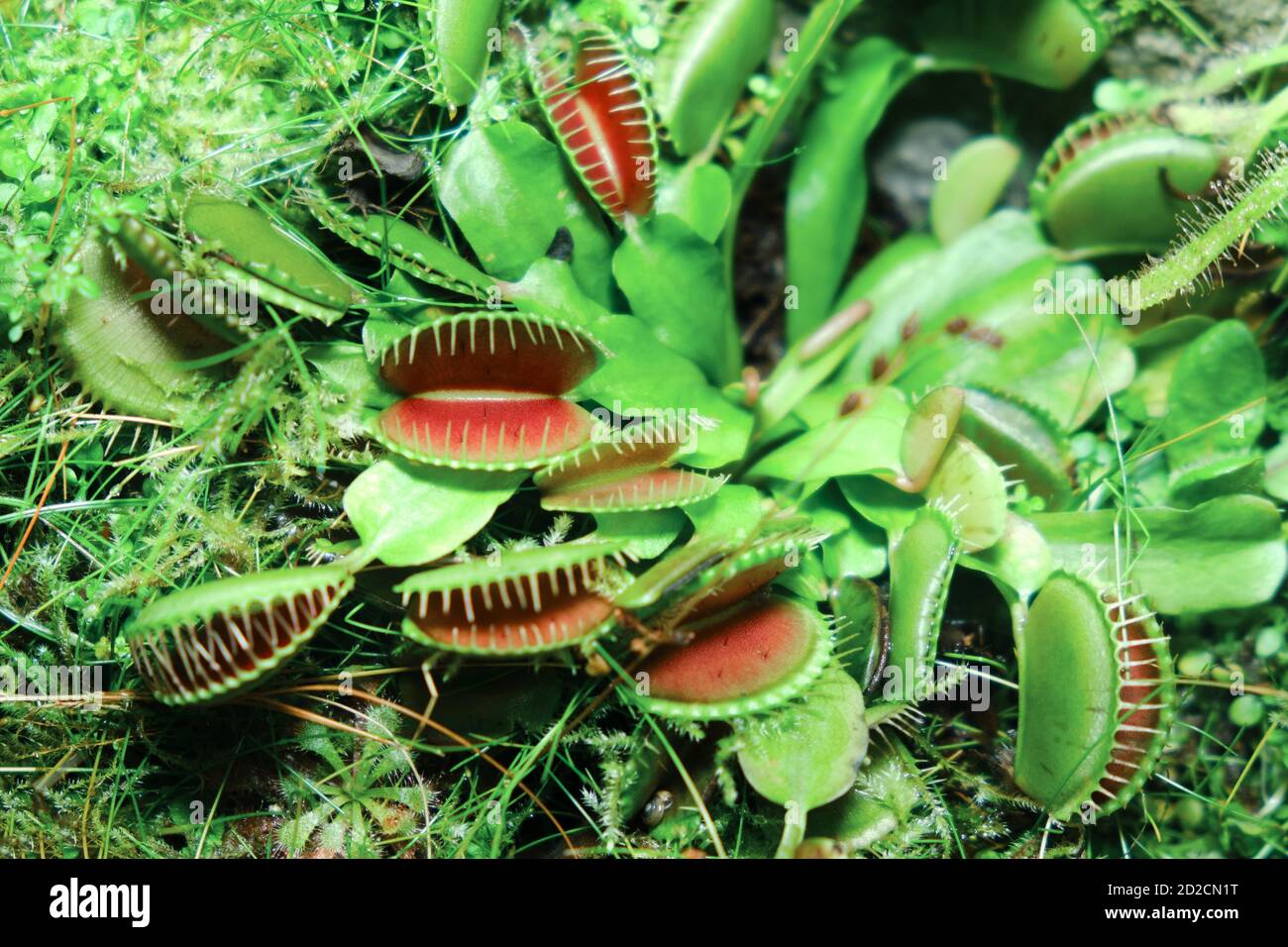 The Venus flytrap (Dionaea muscipula) is a carnivorous plant native to subtropical wetlands on the East Coast of the United States in North Carolina a Stock Photo