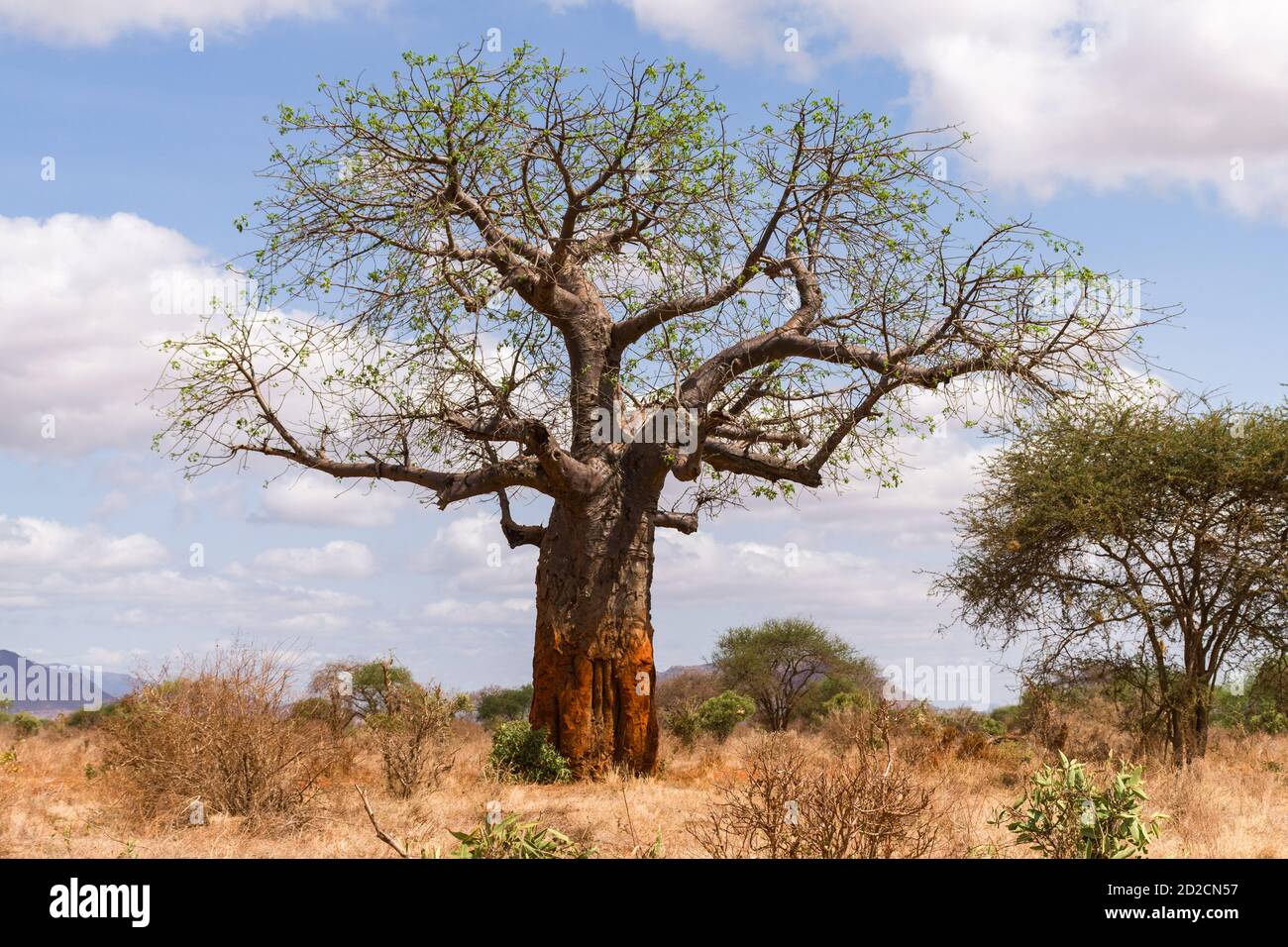 A large African baobab tree (Adansonia digitata) in open savannah on a sunny morning, Kenya, East Africa Stock Photo