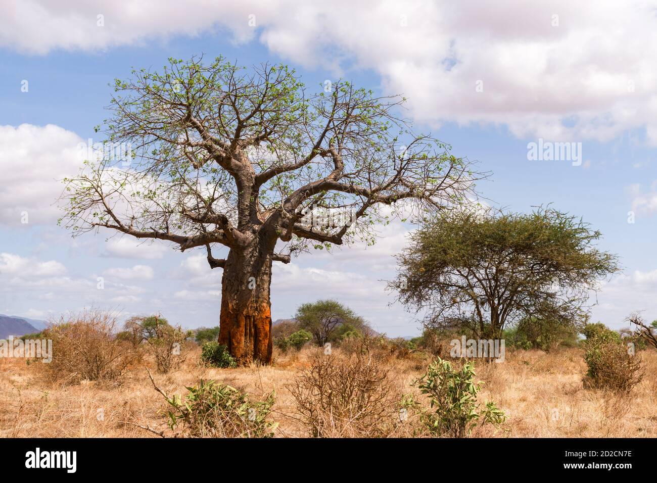 A large African baobab tree (Adansonia digitata) in open savannah on a sunny morning, Kenya, East Africa Stock Photo