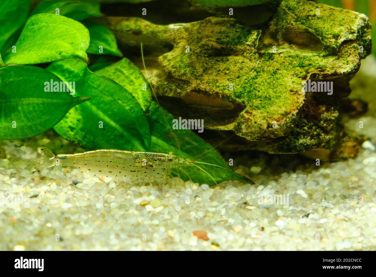 Small yellow shrimp in an aquarium, close-up Stock Photo