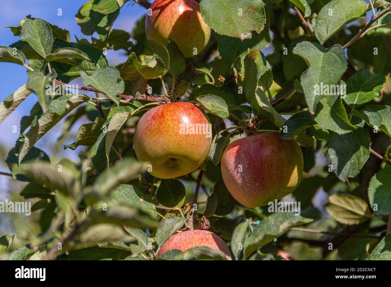 Apple tree full of Fuji apples ready to harvest Stock Photo Alamy