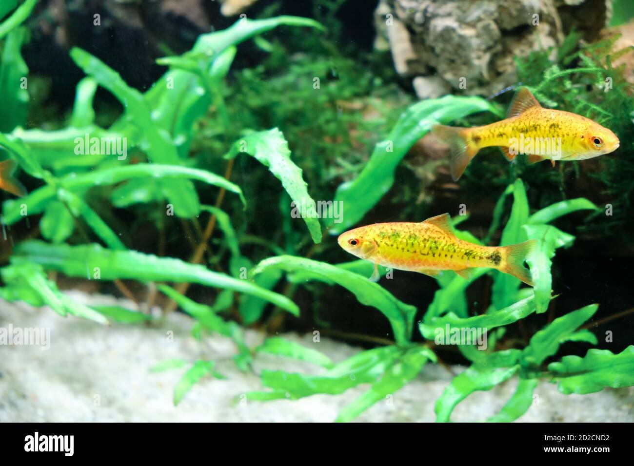 Schuberti Barbus (Barbus semifasciolatus) is a beautiful and yellow fish whose behavior is typical for barbuses Stock Photo