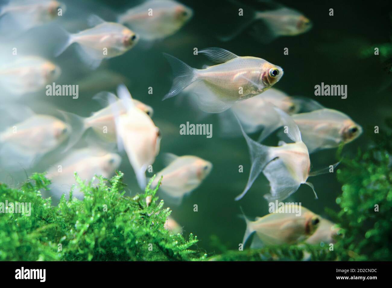 Ordinary ternetia (Gymnocorymbus ternetzi, white tetra) is a species of freshwater ray-finned fish in the family characinae Stock Photo