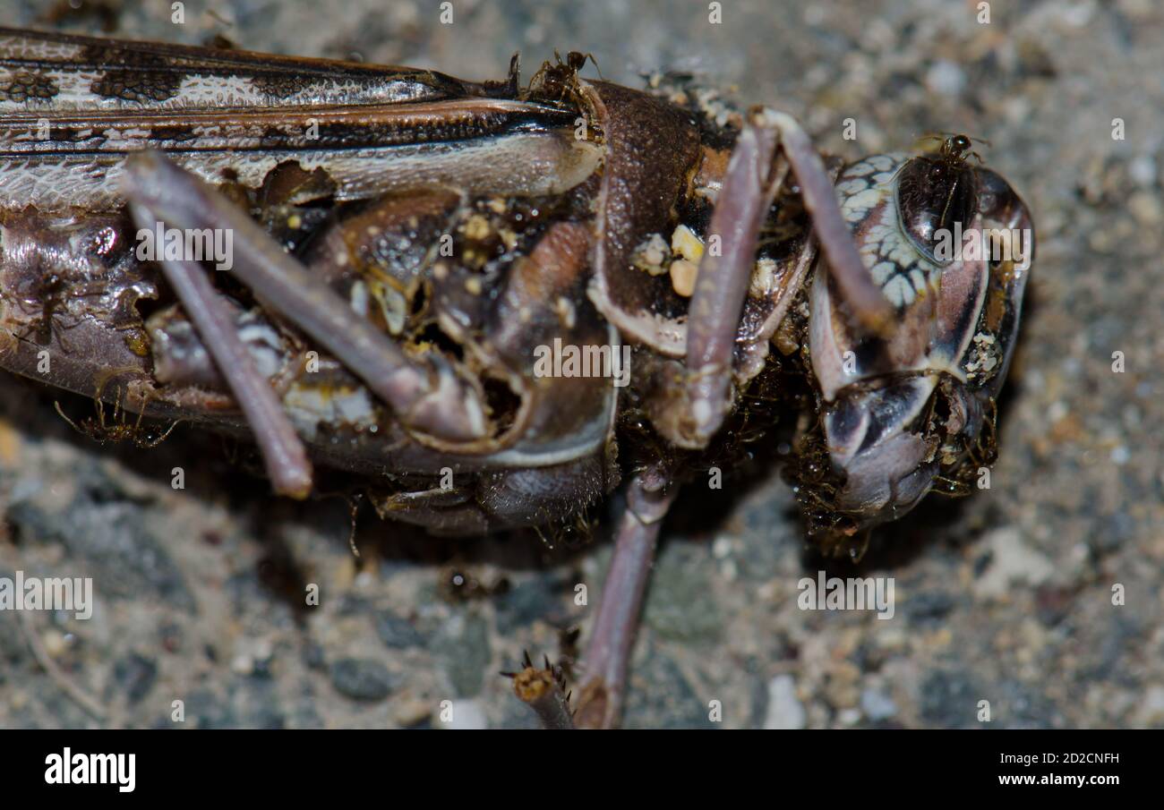 Ants on a dead desert locust Schistocerca gregaria. Arinaga. Aguimes. Gran Canaria. Canary Islands. Spain. Stock Photo