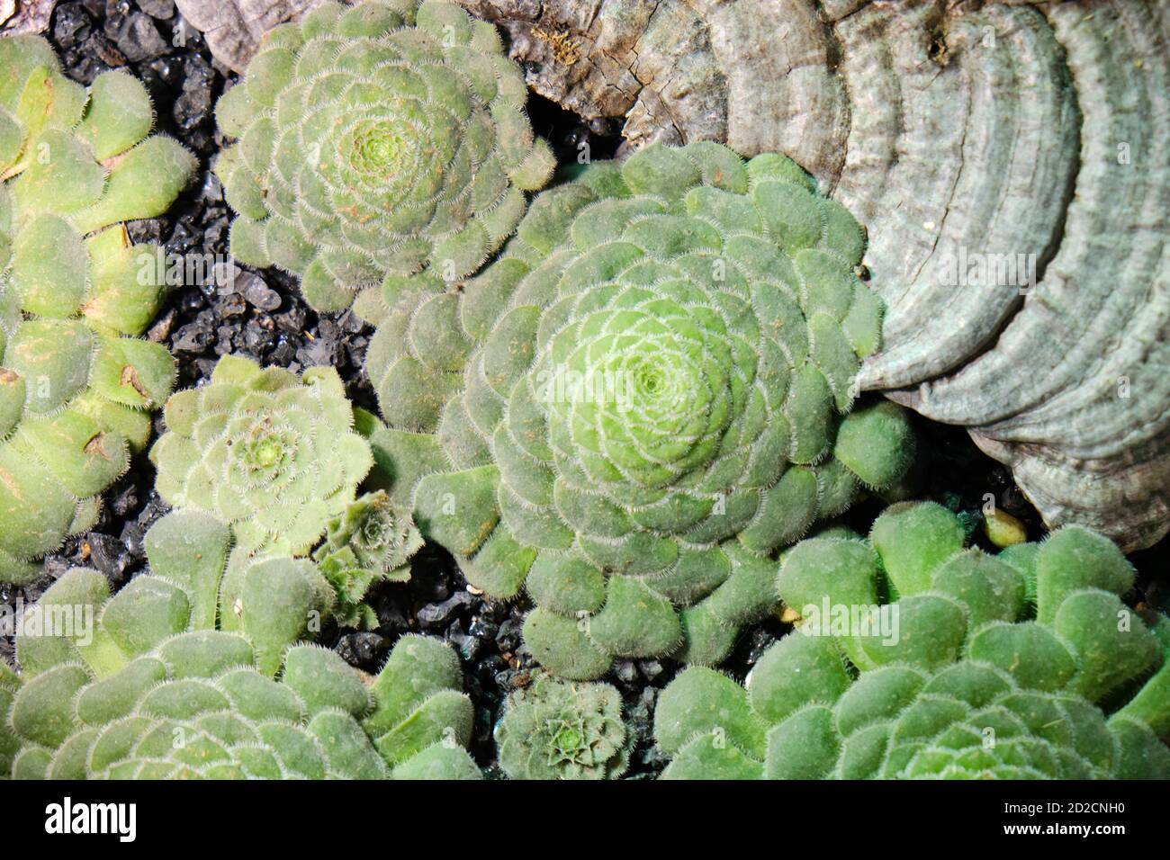 Aeonium is a large genus of succulents developing in the form of compact shrubs or herbaceous crops. The genus include about 40 very decorative perenn Stock Photo