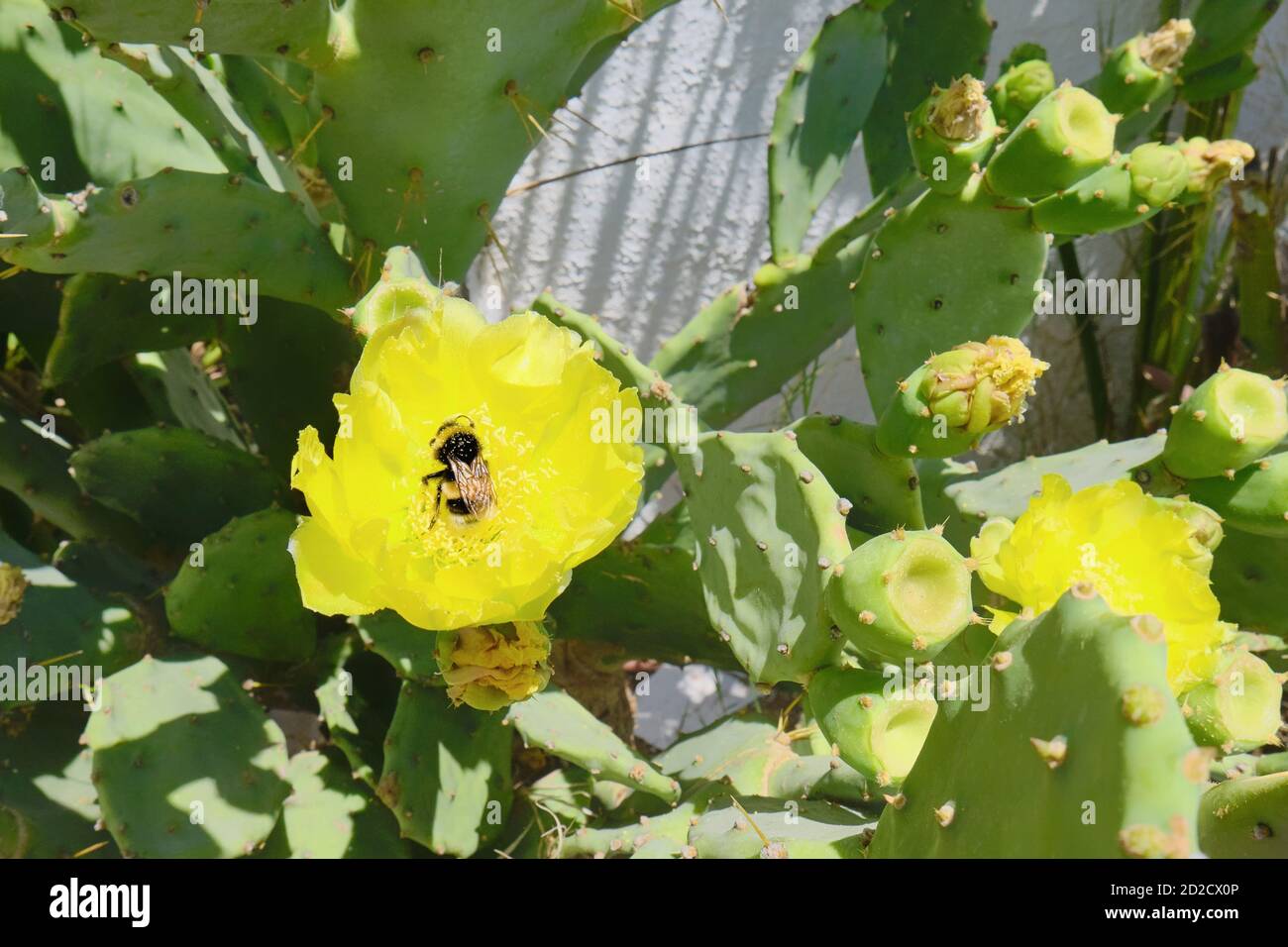 The bee pollinates the yellow flowers and ovaries of the edible prickly