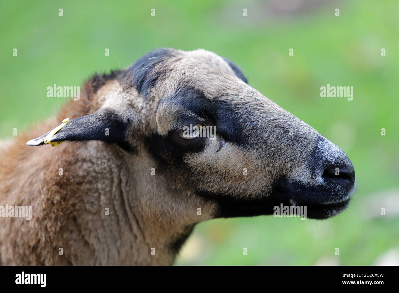 Kamerunschaf (Ovis ammon aries) im Wildpark, Mechernich, Nordrhein-Westfalen, Deutschland Stock Photo