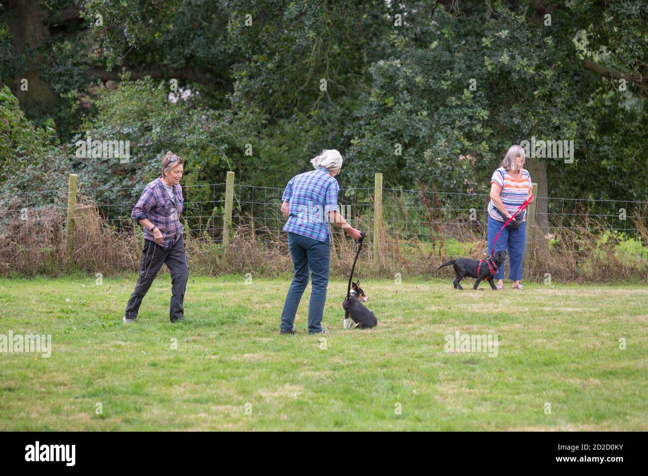 Dog Training class. Owners holding a Border Collie and Black Labrador on longer leads whilst gaining  eye contact and by voice command, and a tasty ti Stock Photo