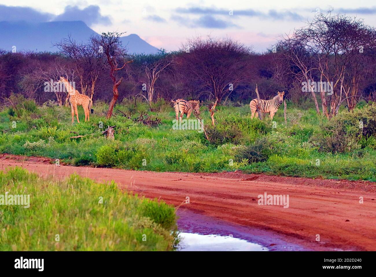 South African Giraffes (Giraffa camelopardalis giraffa) and Plains Zebras (Equus quagga) by the road at Erindi Reserve, Erongo Region, Namibia. Stock Photo