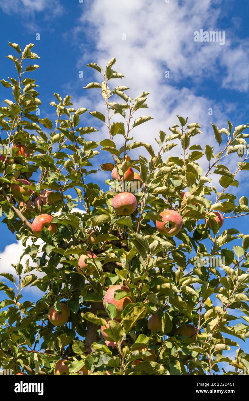 Apple tree full of Fuji apples ready to harvest Stock Photo Alamy