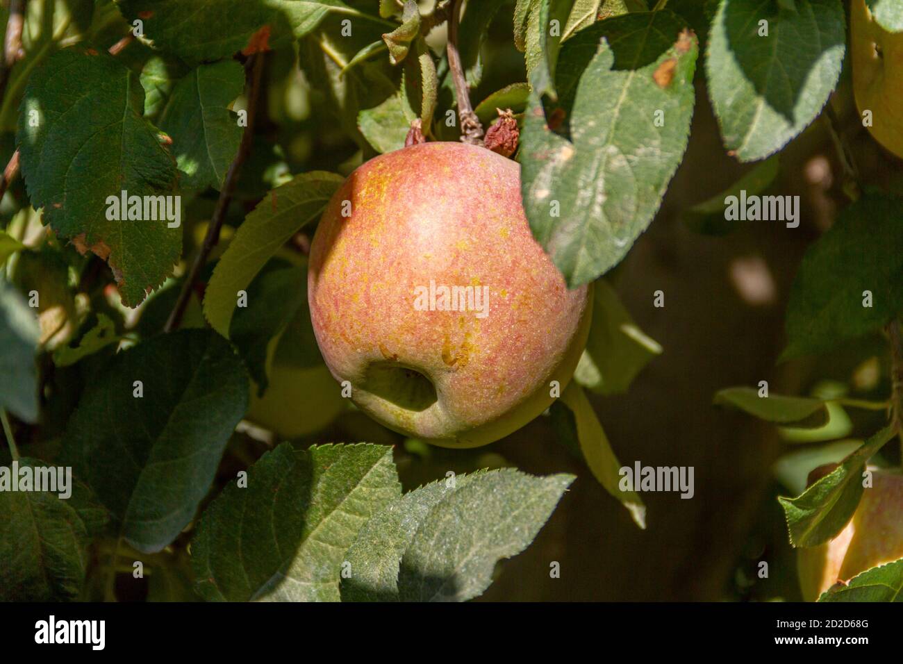 Apple tree full of Fuji apples ready to harvest Stock Photo Alamy