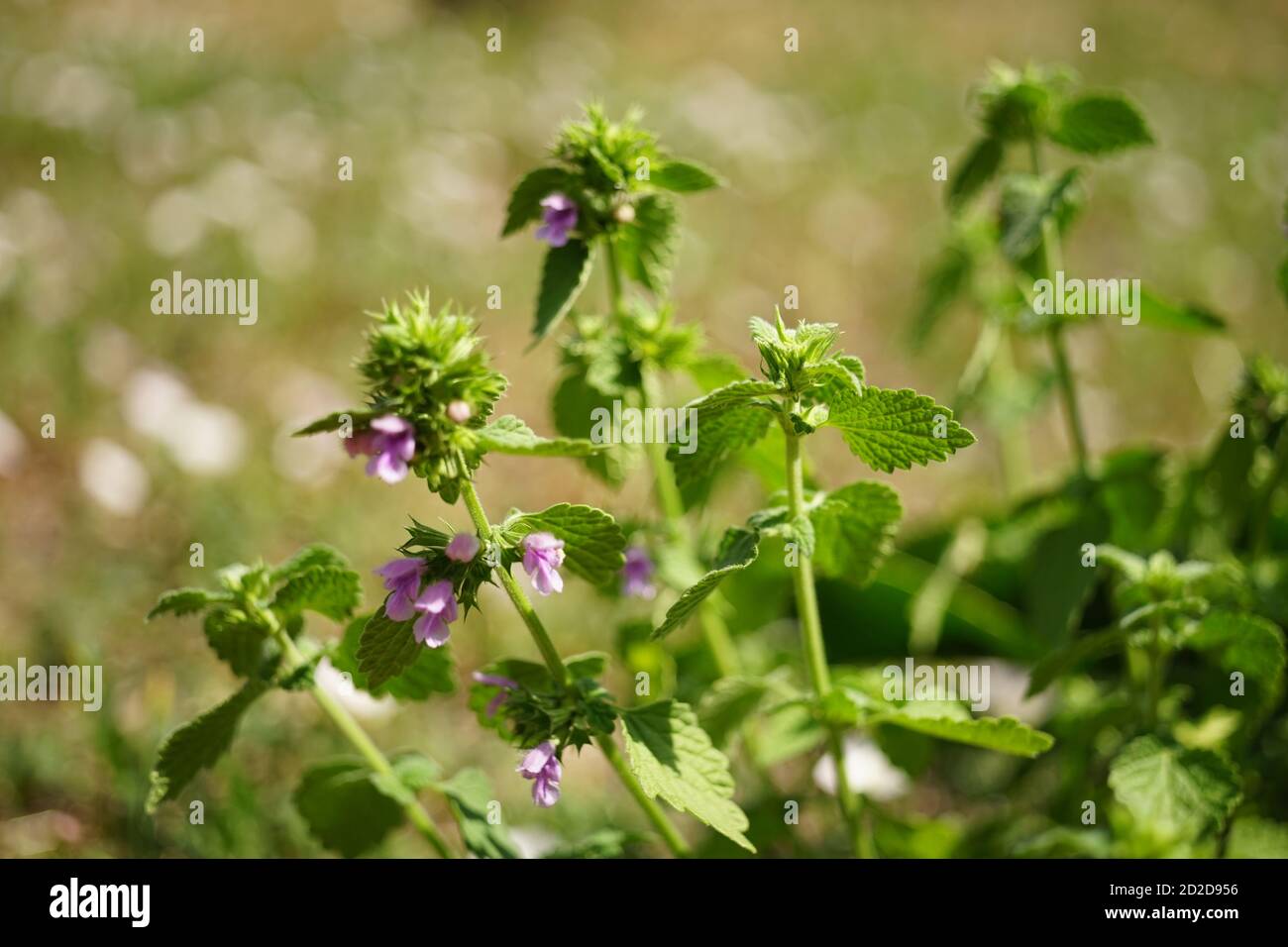 wild plant with purple flowers grow in summer green field Stock Photo ...