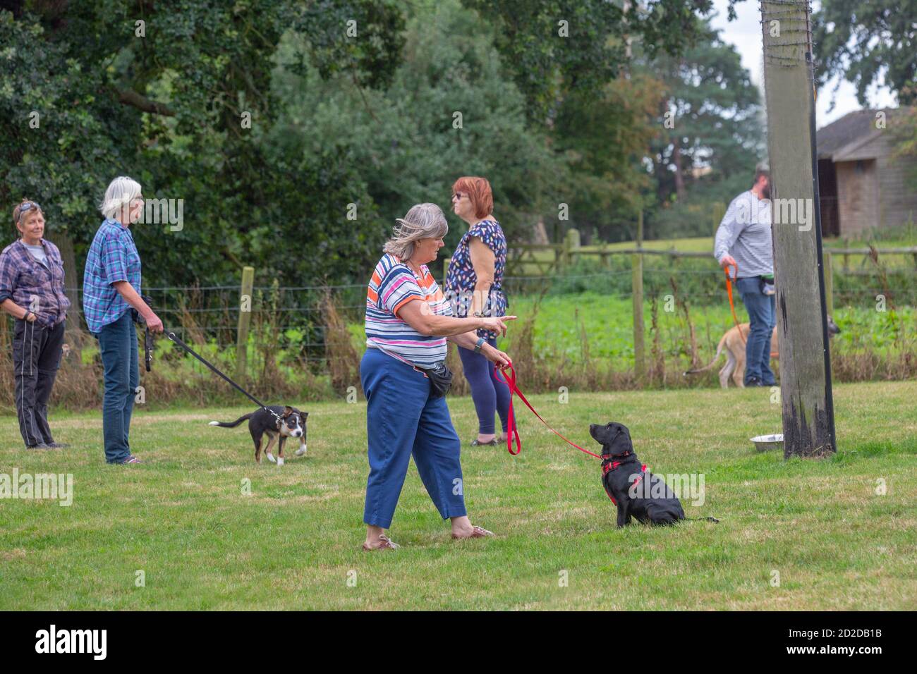 Dog Training class. Owners holding a distracted Border Collie,  and an obedient Black Labrador, on longer leads whilst gaining  attention, eye contact Stock Photo