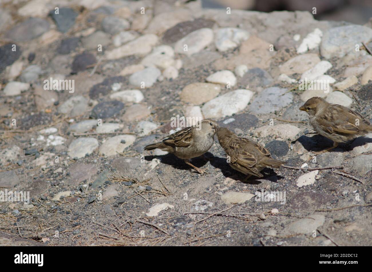 Female Spanish sparrow Passer hispaniolensis feeding to her chicks. Arinaga. Aguimes. Gran Canaria. Canary Islands. Spain Stock Photo - Alamy Female Spanish sparrow Passer hispaniolensis feeding to her chicks. Arinaga. Aguimes. Gran Canaria. Canary Islands. Spain Stock Photo - Alamy