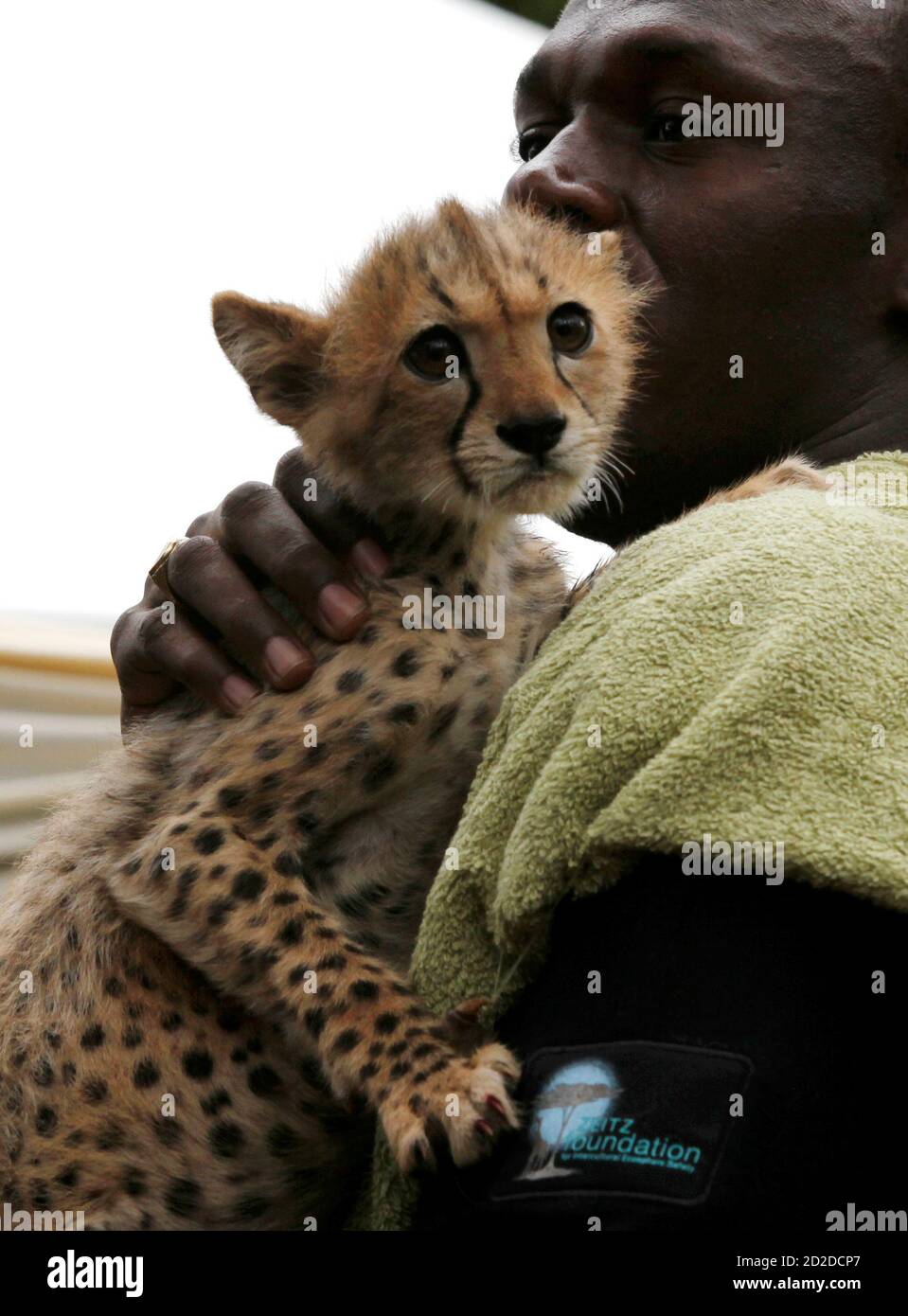 Olympic and world sprint champion Usain Bolt of Jamaica holds a three-month old cheetah at the Kenya Wildlife Service (KWS) headquarters in Kenya's capital Nairobi November 2, 2009. Bolt adopted the male Olympic and world sprint champion Usain Bolt of Jamaica holds a three-month old cheetah at the Kenya Wildlife Service (KWS) headquarters in Kenya's capital Nairobi November 2, 2009. Bolt adopted the male