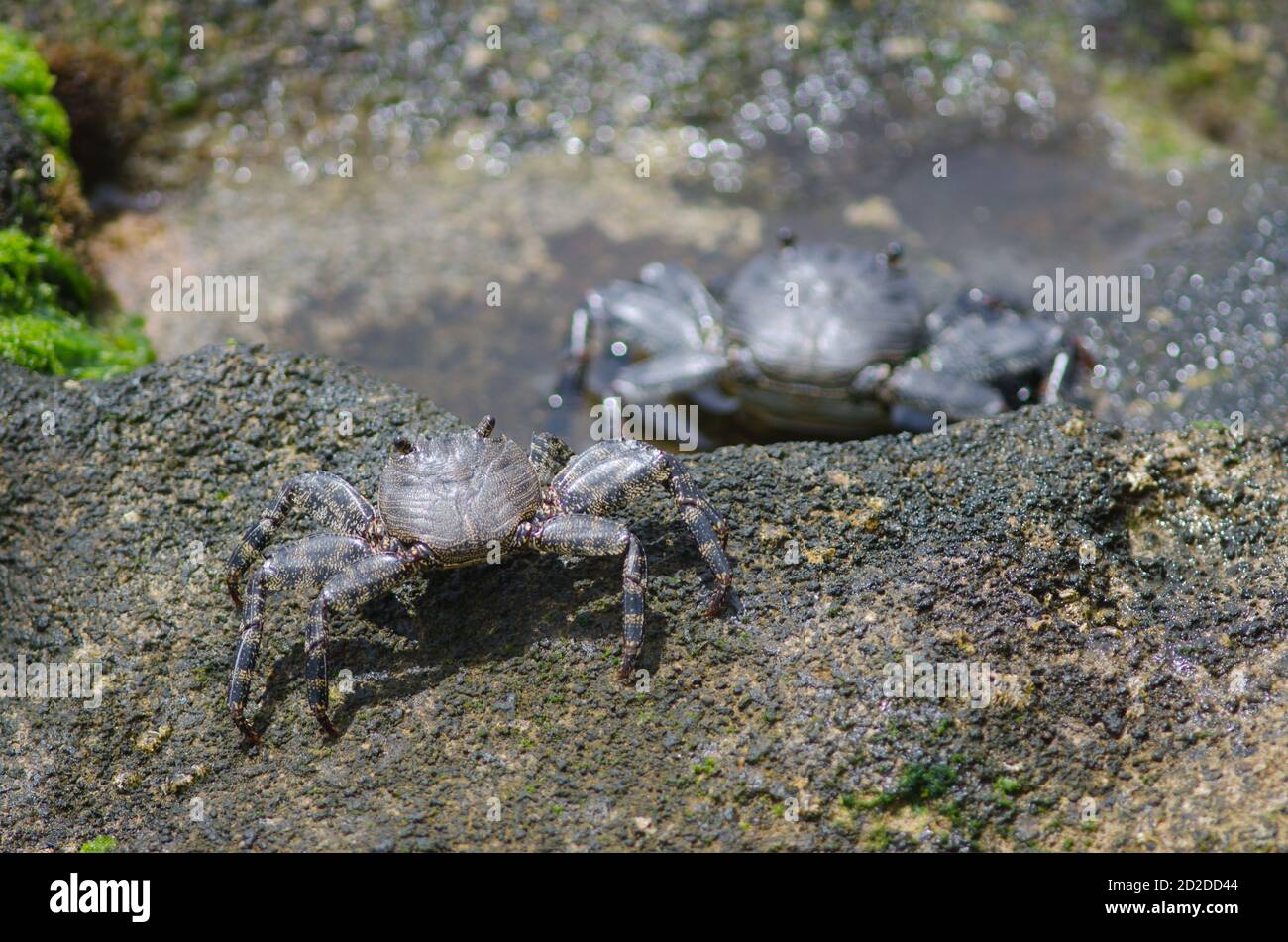 Rock crabs Grapsus adscensionis in Arinaga. Aguimes. Gran Canaria. Canary Islands. Spain. Stock Photo