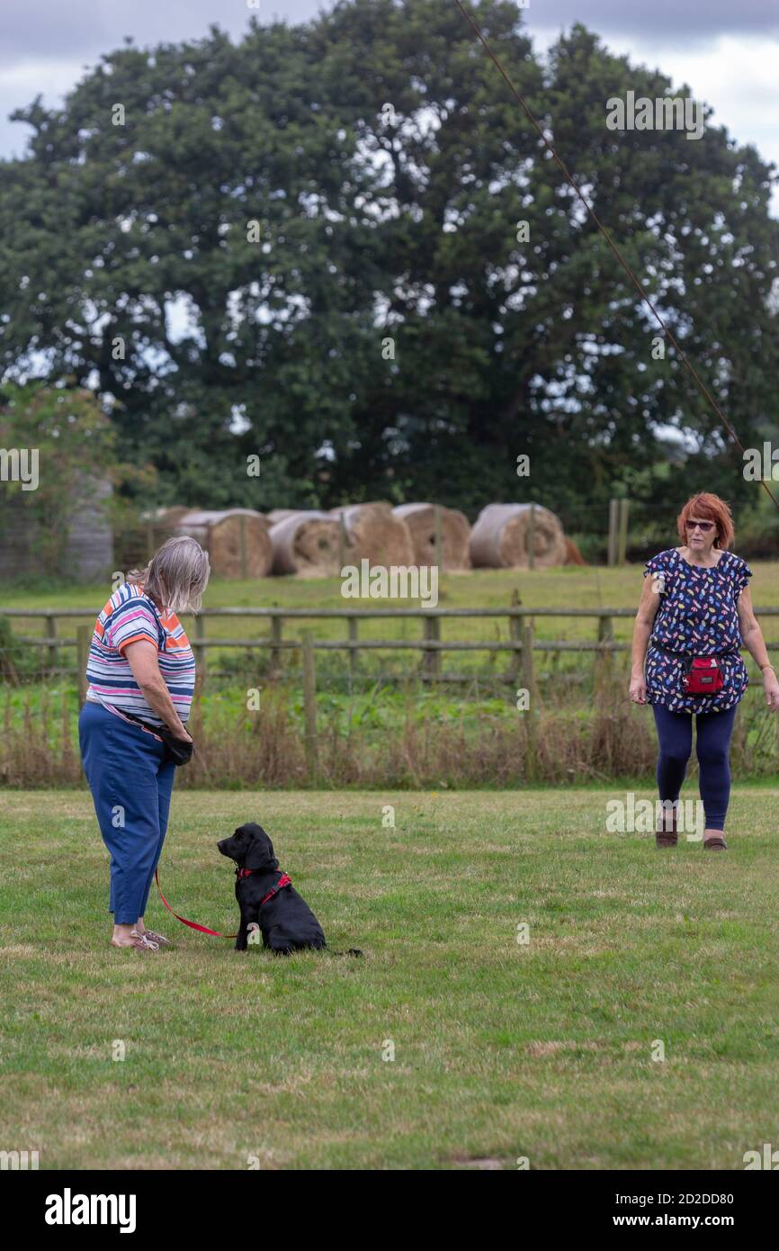 Dog trainng class. Companion animal, pet, black spanial  outdoors, in the field, taking instruction with reward titbit bag. Instructor observing. Stock Photo