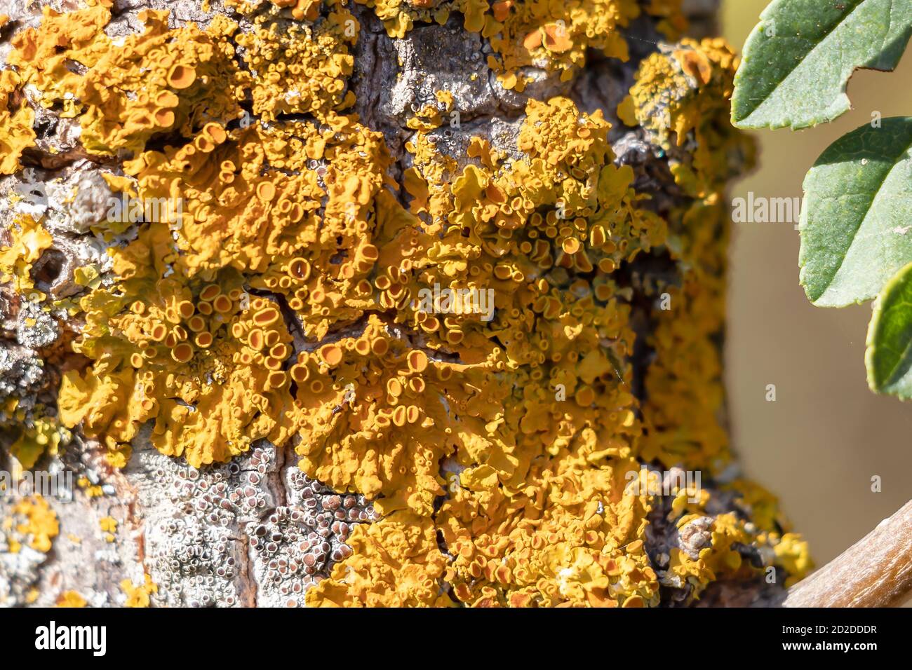 Detail of fungus on the bark of a tree.The bark of trees and bush are
