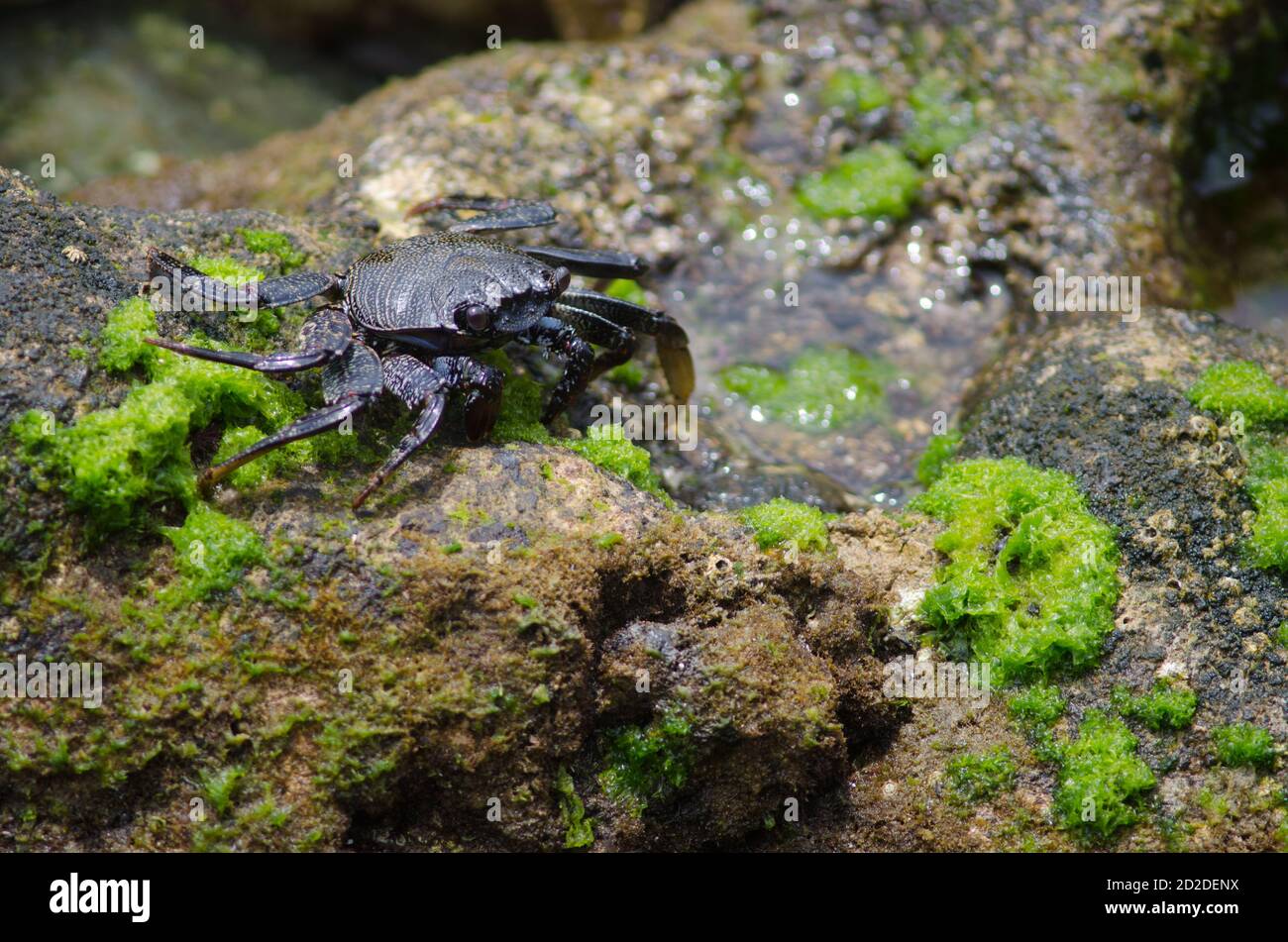 Rock crab Grapsus adscensionis in Arinaga. Aguimes. Gran Canaria. Canary Islands. Spain. Stock Photo