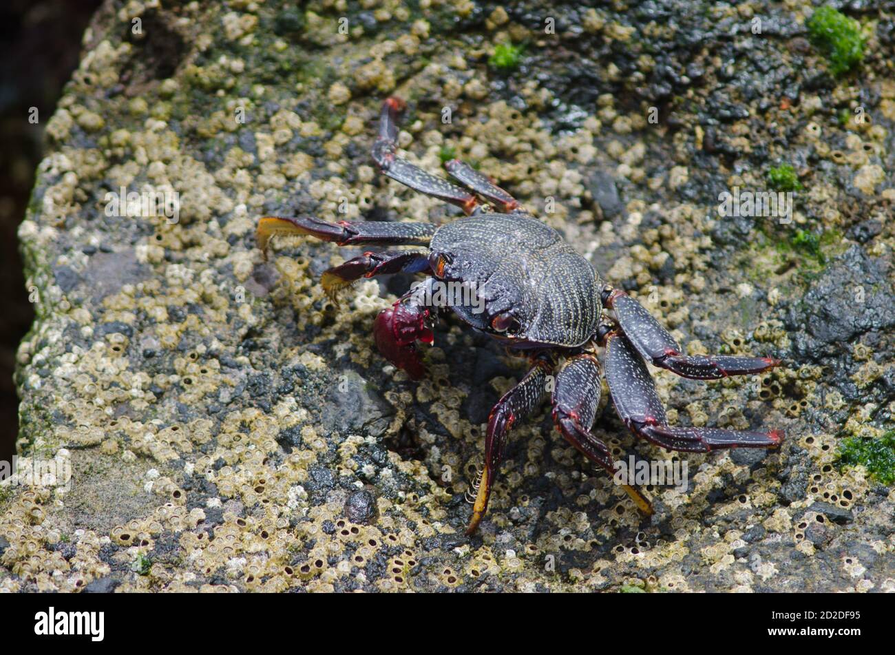 Rock crab Grapsus adscensionis in Arinaga. Aguimes. Gran Canaria. Canary Islands. Spain. Stock Photo